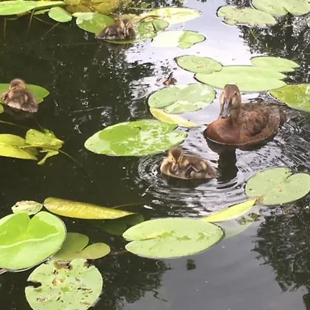 Matilda I-die Aussergewoehnliche Finnhuette * Ahrensberg